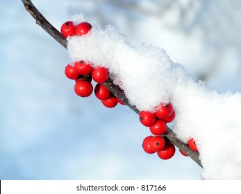 Holly Berries and Snow