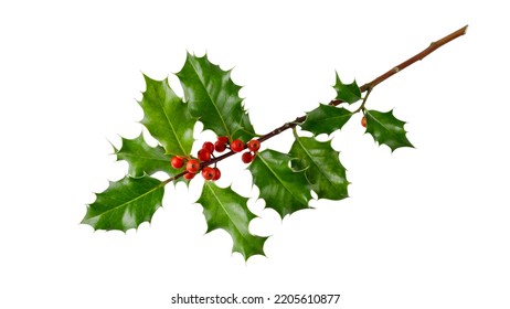 Holly berry branch with red berries and leaves isolated on white background. Holiday winter natural twig as Christmas decoration - Powered by Shutterstock