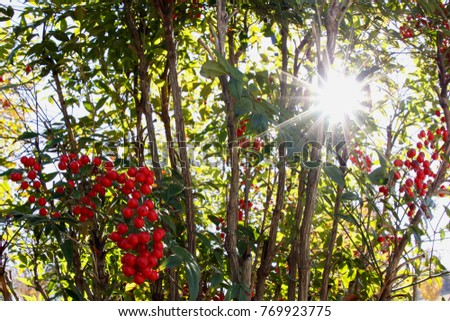 Similar – Autumn Berry bushes