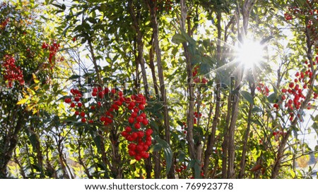 Similar – Sonnenlicht, das durch einen Baum am Meer scheint.