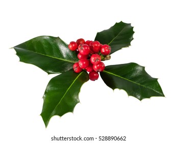 Holly Berry Isolated On White Background