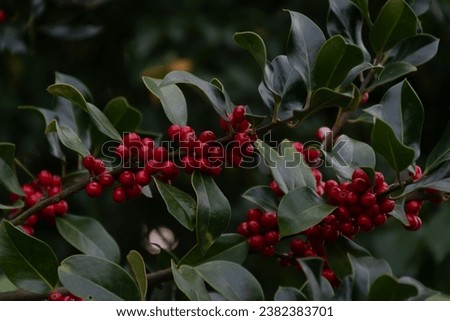 The holly berry leaves in the garden,Holly green foliage with red berries. Green leaves and red berry Christmas holly, close up. Holly green leaves with red berries, close up.Ilex aquifolium