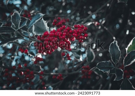 The holly berry leaves in the garden,Holly green foliage with red berries. Green leaves and red berry Christmas holly, close up. Holly green leaves with red berries, close up.Ilex aquifolium