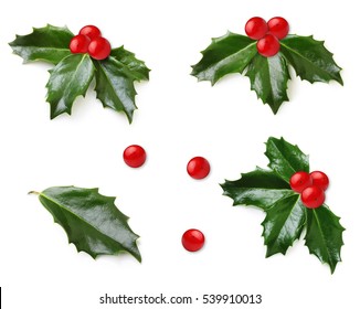 Holly berry leaves isolated