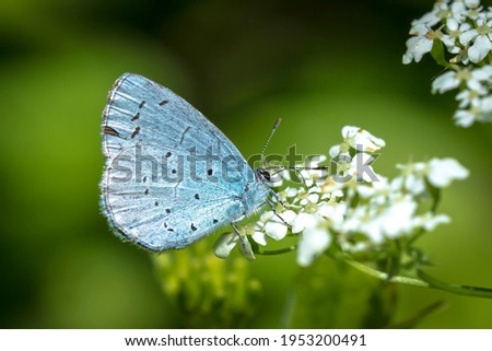 A holly blue butterfly Celastrina argiolus feeding. The holly blue has pale silver-blue wings spotted with pale ivory dots.