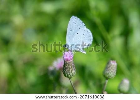 Holly blue butterfly (Celastrina argiolus) on a creeping thistle (Cirsium arvense).