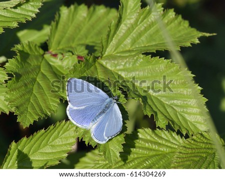 Holly Blue Butterfly - Celastrina argiolusMale