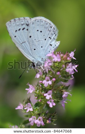 Holly Blue butterfly (Celastrina argiolus)