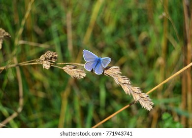 Holly blue butterfly in a field