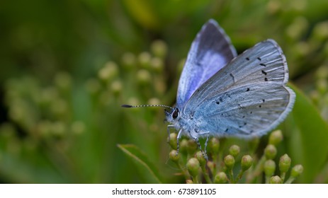 Holly Blue butterfly laying eggs on pyracantha 