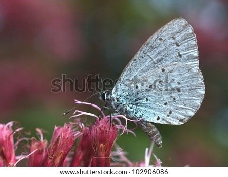 holly blue butterfly on a flower
