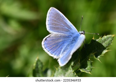 Holly blue butterfly on a leaf