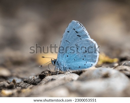 Holly Blue Butterfly Resting on the Ground