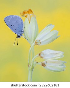 The holly blue is a butterfly that belongs to the lycaenids or blues family and is native to the Palearctic.