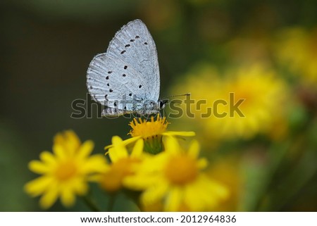 Holly blue butterfly-perfect macro details