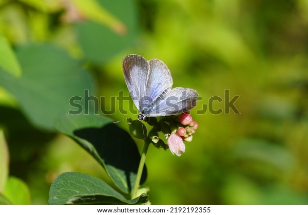 Holly Blue (Celastrina argiolus), family Blues\
(Lycaenids) on  flowers of Common Snowberry (Symphoricarpos albus),\
honeysuckle family (Aprifoliaceae). Open wings, Summer, Dutch\
garden.                