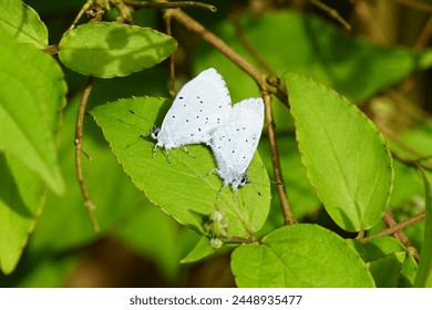 Holly blues (Celastrina argiolus), lycaenids or blues family. Mating. Leaves of a Deutzia shrub. Spring, April. Dutch garden                               