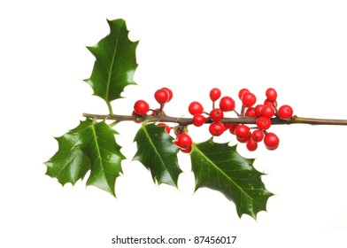 Holly Branch With A Bunch Of Red Ripe Berries Isolated Against White