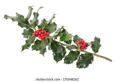 Holly Branch, Christmas Decoration Isolated On White, Clipping Path Included