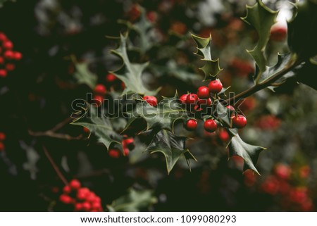 Holly Bush Tree