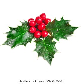 Holly Christmas decoration. Clipping path included. 