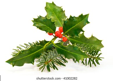 Holly, Fir Bough