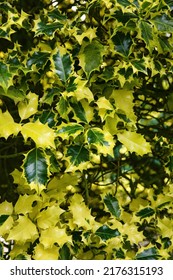 Holly Growing In A Cheshire Garden