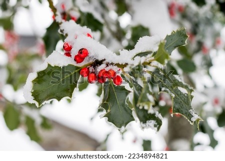 Holly (Ilex aquifolium)   branch with its red berries and covered with snow.