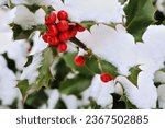A Holly (Ilex aquifolium), with red berries and snow