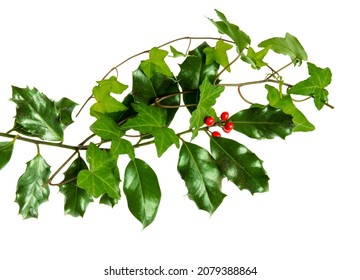 Holly And Ivy Branches As Christmas Decoration Isolated On White 