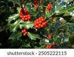 Holly leaves and berries. seasonal foliage. red berry and green leaf background 