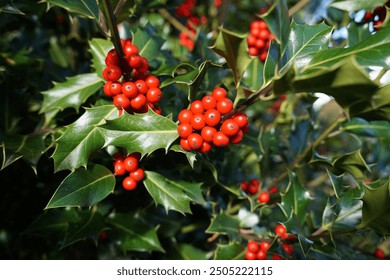 Holly leaves and berries. seasonal foliage. red berry and green leaf background  - Powered by Shutterstock