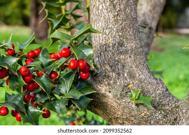 Holly plant. Ilex crenata, Japanese holly or boxleaf holly, is a species of flowering plant in the family Aquifoliaceae, native to eastern China, Japan, Korea, Taiwan, and Sakhalin. Selective focus.