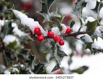 Holly in the snow with bright red berries in winter. Deep green leaves contrasted with snow - Powered by Shutterstock