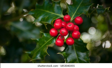 Holly tree branch with red berry fruits