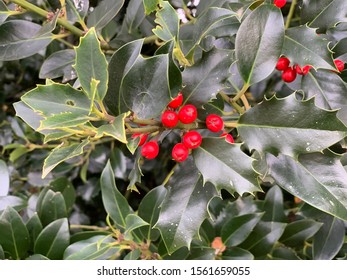 Holly Tree Red Berries Stock Photo (Edit Now) 1561659055