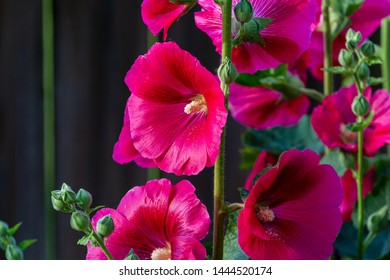 Hollyhock Blooms In Ankeny, Iowa.