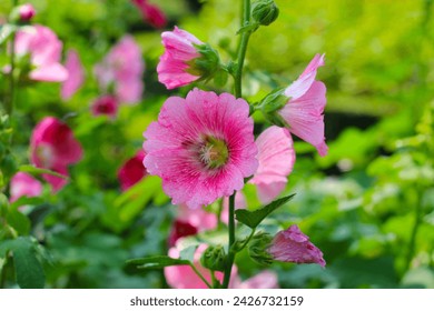 Hollyhock flower blooming in the park - Powered by Shutterstock