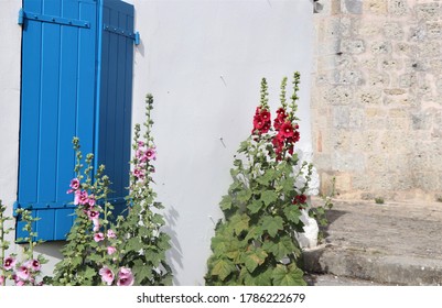 Hollyhock In French Village, Angoulins, Charente Maritime