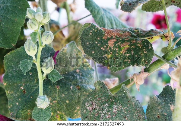 Hollyhock leaves diseases. Diseases in the\
plant. Fungal, Aphids, mildew plant,\
mold.