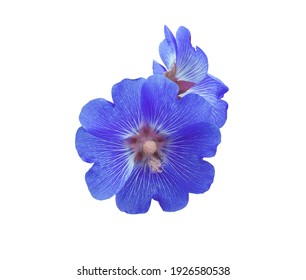 Hollyhock, Malvaceae, Alcea Rosea Linn, Close Up Beautiful Blue Hollyhock Flower Bouquet Isolated On White Background With Clipping Path. Exotic Blue Flower.