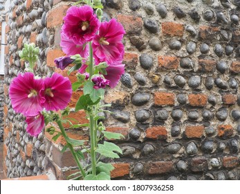 Hollyhock plant growing next to a traditional flint cobblestone built house in Norfolk.