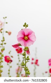 A Hollyhock, A Rose Mallow In Gyeongju