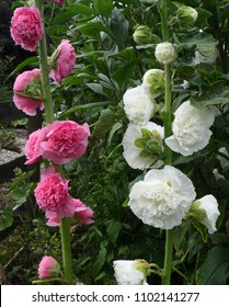 Hollyhocks Double Flowered Chater Mix