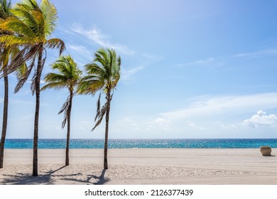Hollywood beach in north Miami, Florida with sand landscape beautiful palm trees in foreground against idyllic ocean water and sunny blue sky in summer