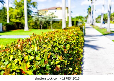 Hollywood, Florida Broward County City In North Miami Beach With Sidewalk By Houses Near The Beach And Foreground Of Red Ixora Bush Hedge Flowers