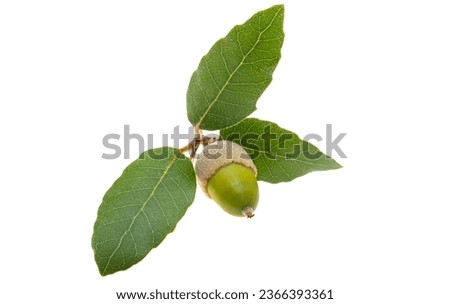 holm oak acorn isolated on white background