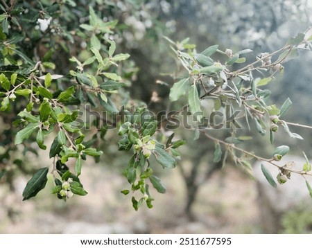 Similar – Image, Stock Photo Holm oak tree holm oak