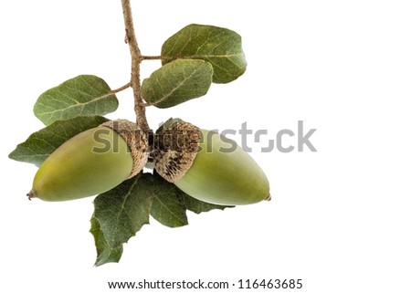 Similar – Image, Stock Photo Holm oak tree holm oak