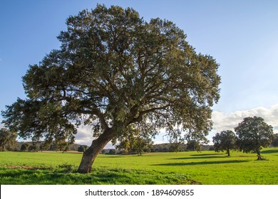 Holm oak grove, quercus ilex trees  green landscape